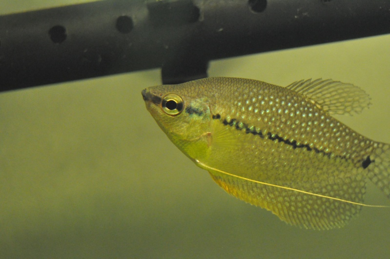 identification M/F Gourami Perlé Dsc_0810