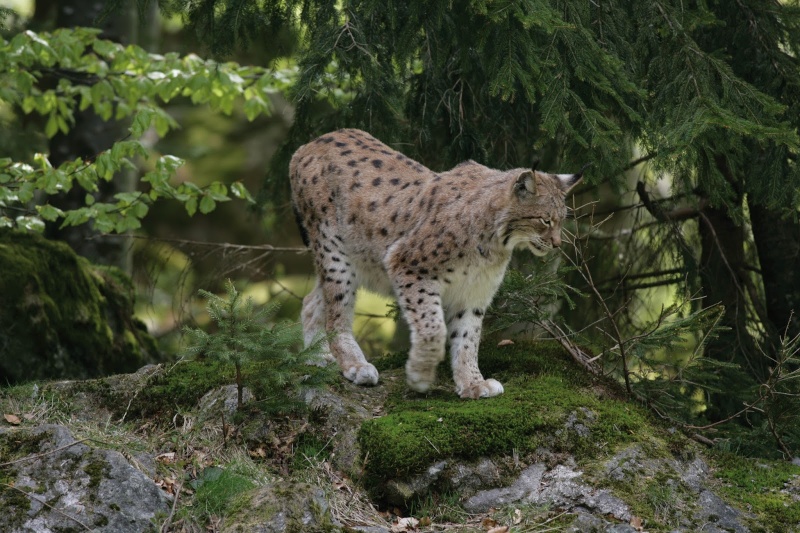 Le projet de réintroduction de 20 lynx sur la bonne voie. Lynx-c10