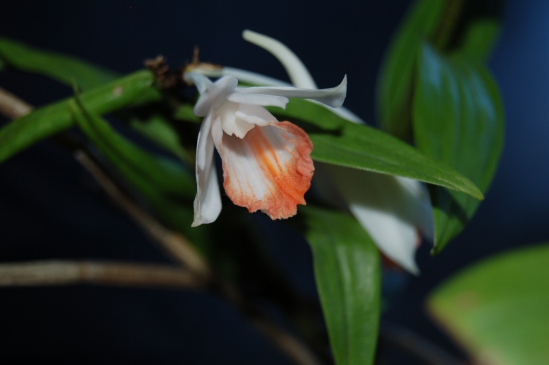 Dendrobium chapaense Dsc_3712