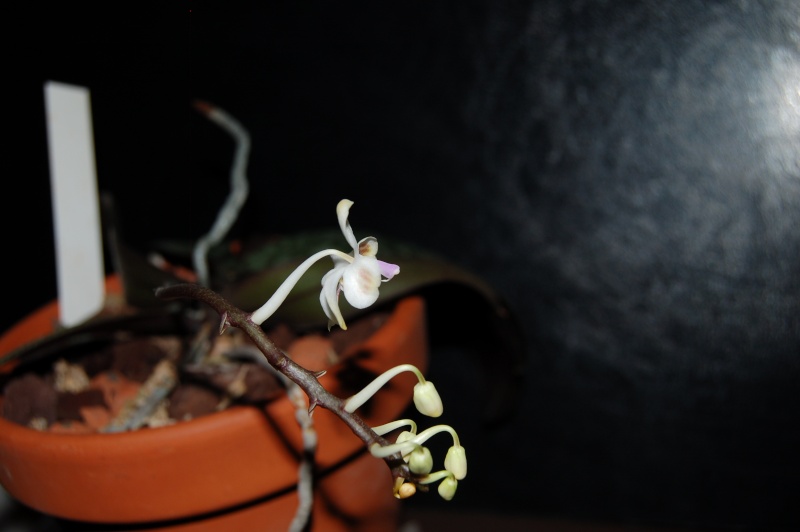 Phalaenopsis celebensis Dsc_4011