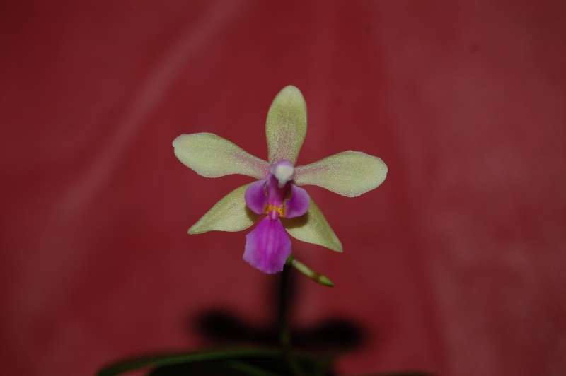 Phalaenopsis Memoria Herman Sweet (equestris x stobartiana) Dsc_4217