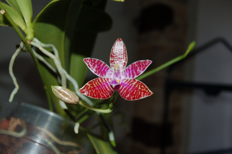 Phalaenopsis lueddemanniana Dsc_4412
