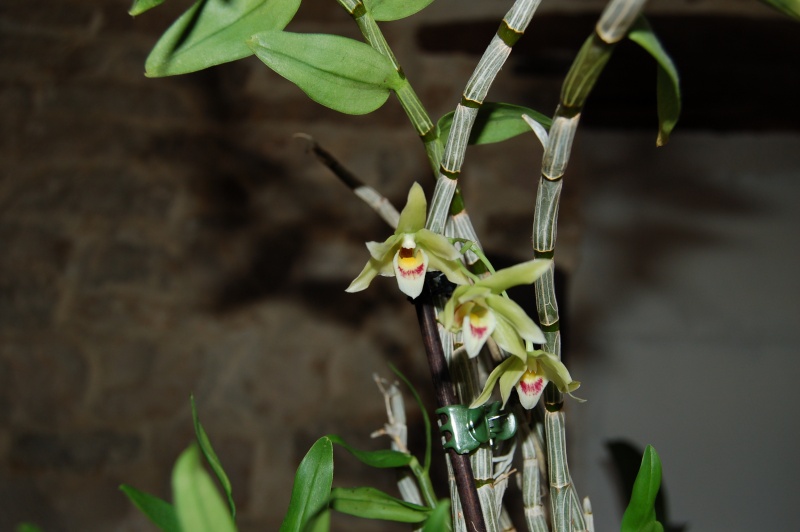 Dendrobium sticklandianum Dsc_4510
