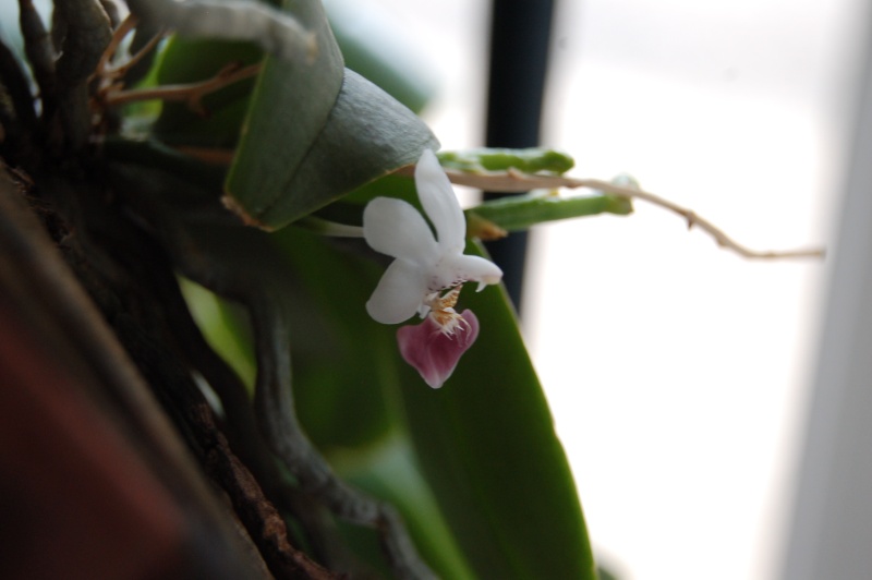 Phalaenopsis parishii Dsc_4616
