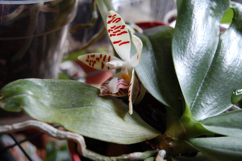 Phalaenopsis zebrina Dsc_4714