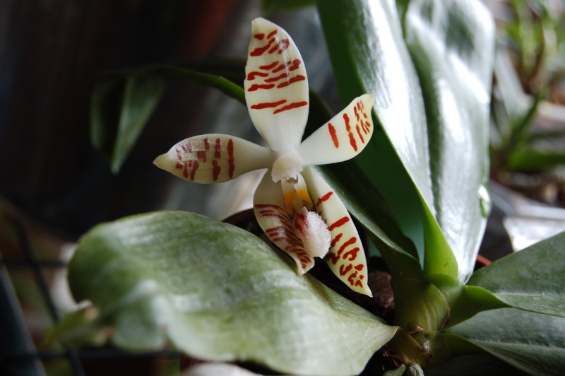 Phalaenopsis zebrina Dsc_4715
