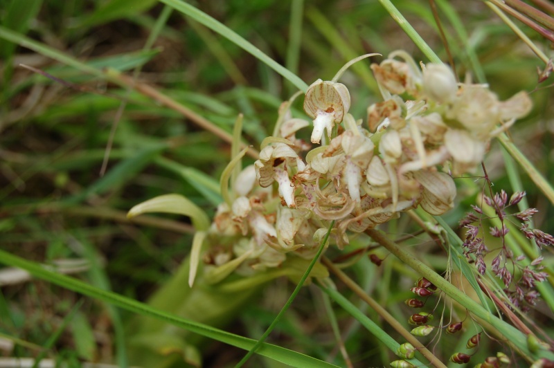 quelques orchidées en franche-comté Dsc_4816