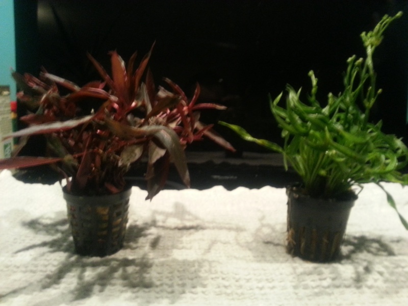 Reprise de plantes après achat Floraquatic 20131210