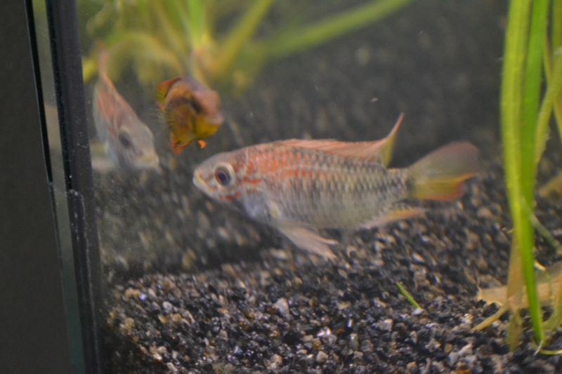 Apistogramma Macmasteri ou viejita  Dsc_1011