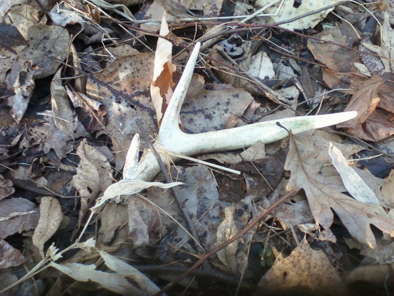 Who is out there looking for sheds and doing their post season scouting? Shed310