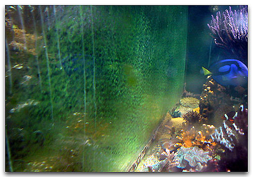 algue dans mon aquarium Dinofl10