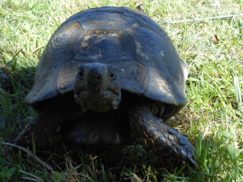 Tortue en héritage Portra10