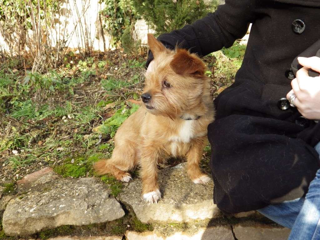  (Sauvetage) TINA, croisée cairn-terrier-pékinois, 11 ans - F - Page 3 Imgp0620