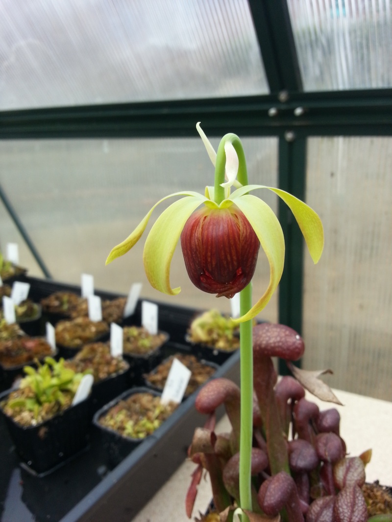 Fleur Darlingtonia 2014-010