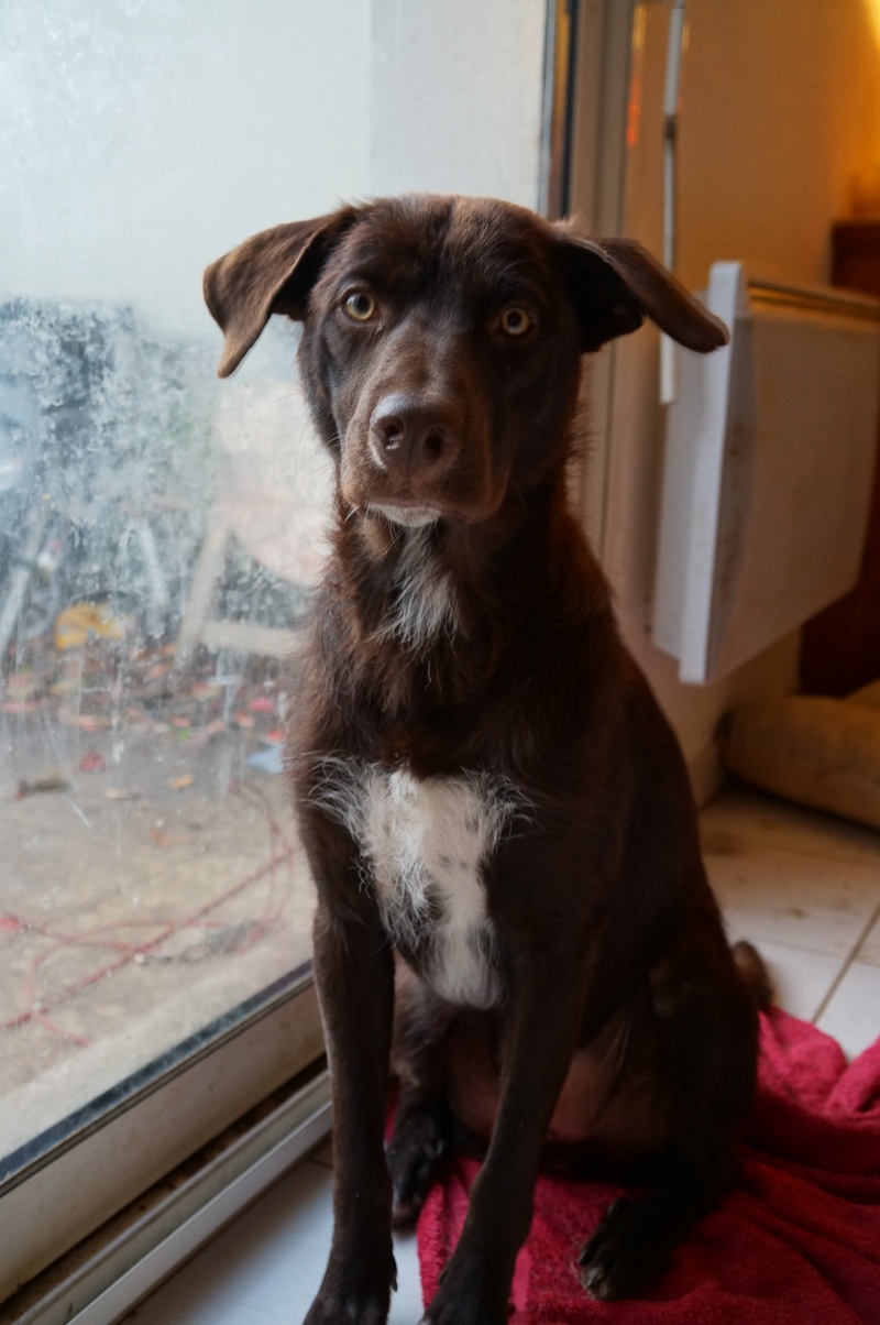 CHOCO - petit labrador chocolat de 1 an Dsc00510