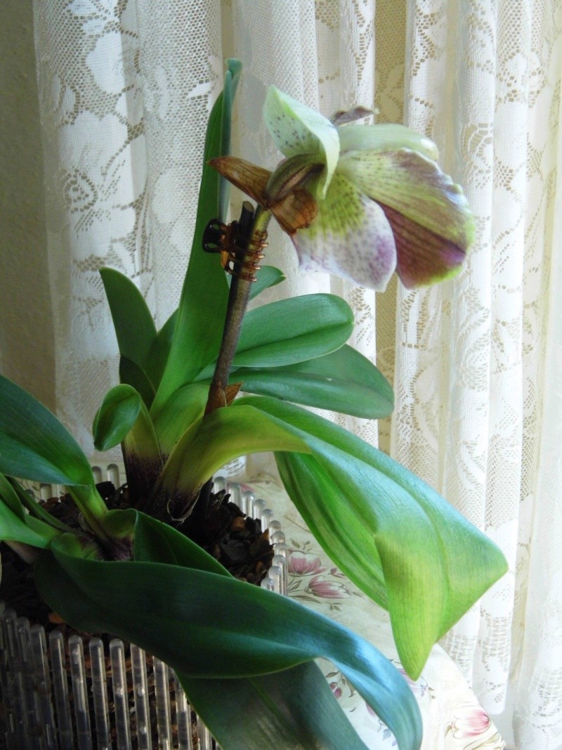 Paphiopedilum kopfstehende Blüte Dsci0017