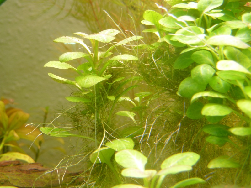 algues vertes filamenteuses autour de mes plantes P1060611