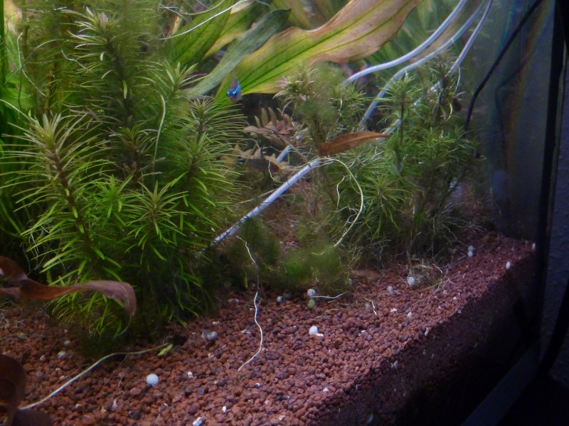 algues vertes filamenteuses autour de mes plantes P1060613