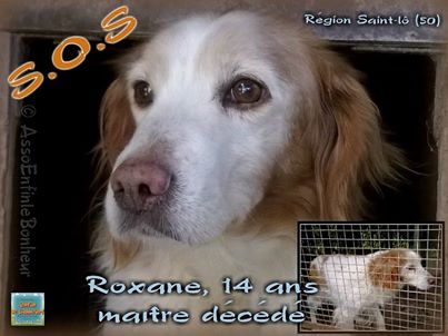 ROXANE epagneule 14 ans en danger d'euthanasie 50   14514810