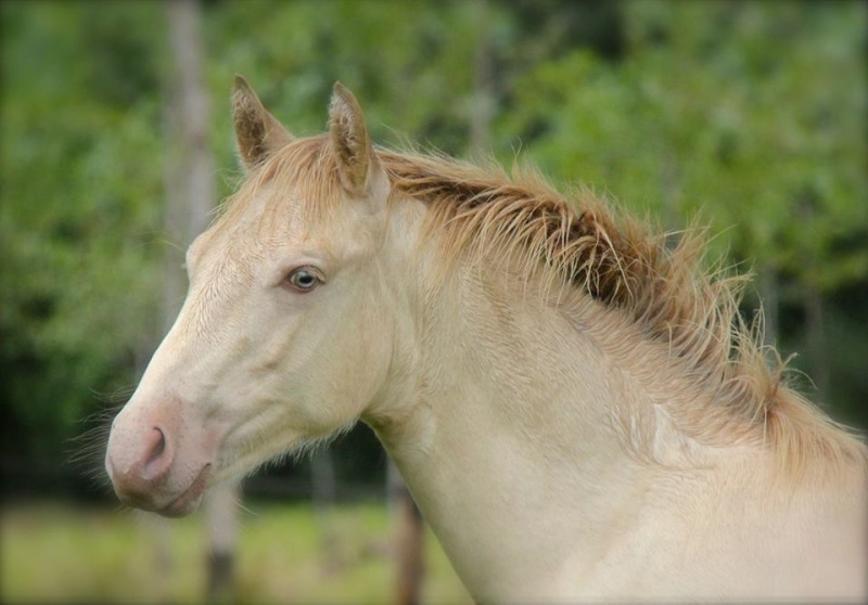 Des chevaux hauts en couleurs !!! => V2 page 3 - Page 2 97016013