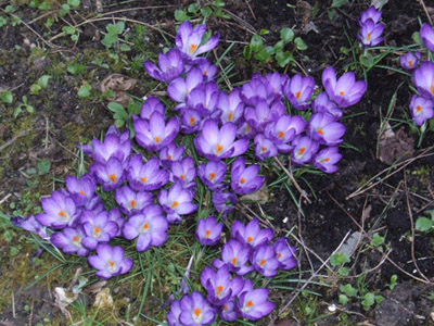 Parcelle 2014 - Page 3 Crocus10