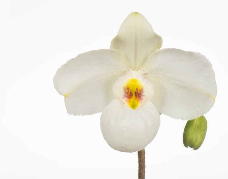 Paphiopedilum Armeni white Nft_6417