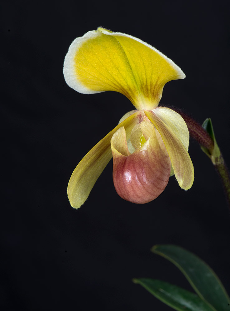 Paphiopedilum helenae Nft_6820