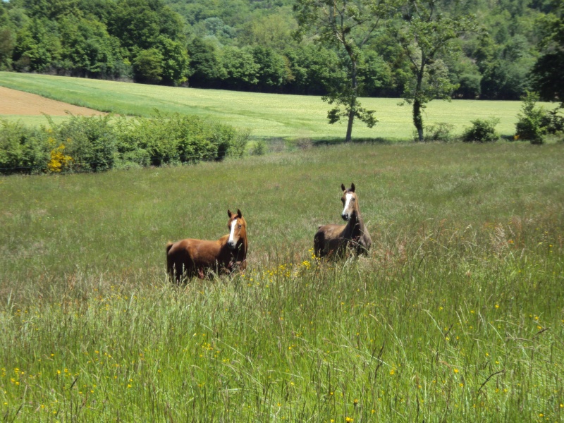 Farasia et Splendid Dsc02810