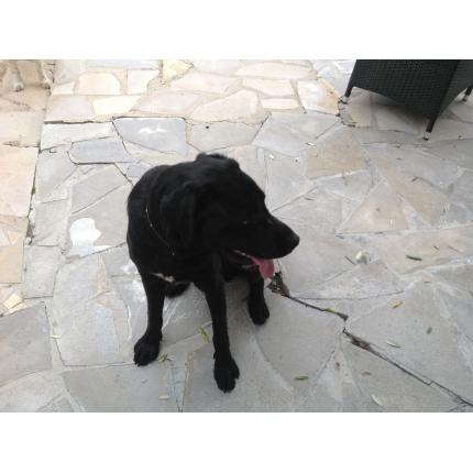 trouvé mâle labrador noir 14/10/13 TOURRETTES SUR LOUP 06 76209_10