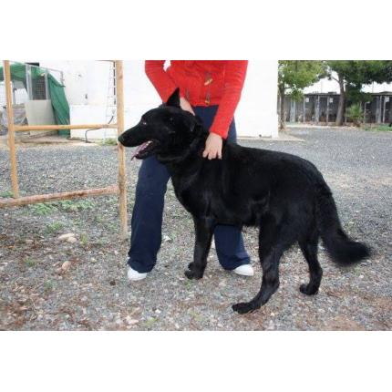 perdu(dcd)  BRIAN grand chien mâle noir X berger allemand 21/3/14 MORIEZ 04 90125_10
