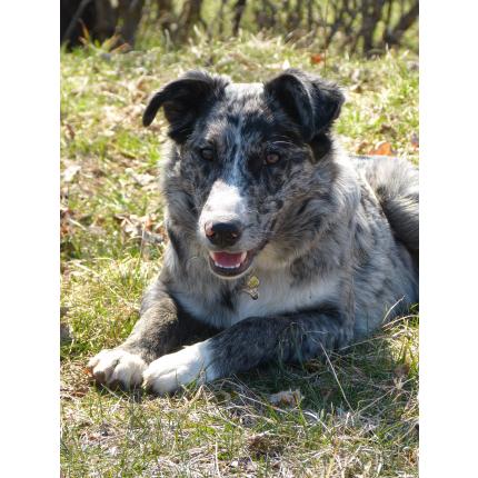 (résolu) perdu ANKO  chien border collie  mâle 8 mois gris tacheté 3/5/14    BLIEUX 04 93670_10
