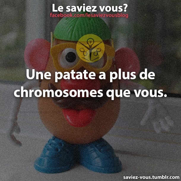 Pourquoi Patate ? - Page 5 15124710