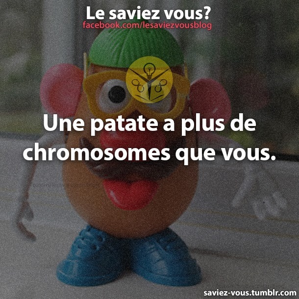 patate - Pourquoi Patate ? - Page 5 15124710