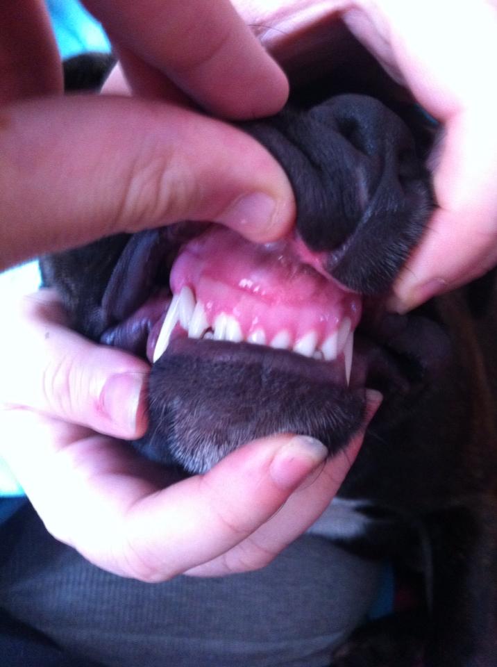pups teeth at 7 months Teeth10