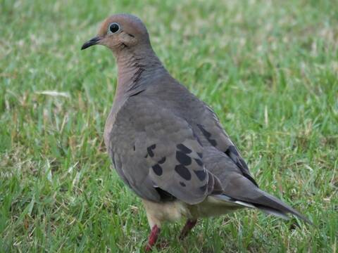 Les Oiseaux De La République Dominicaine