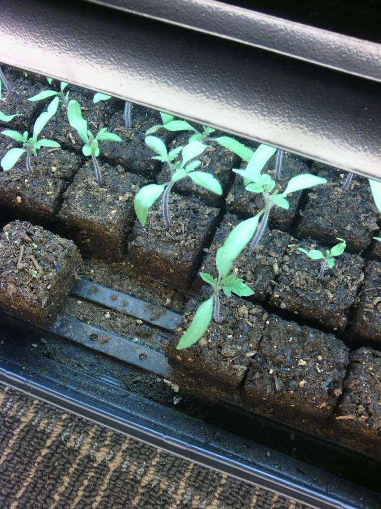Soil Block Makers Soil_b11