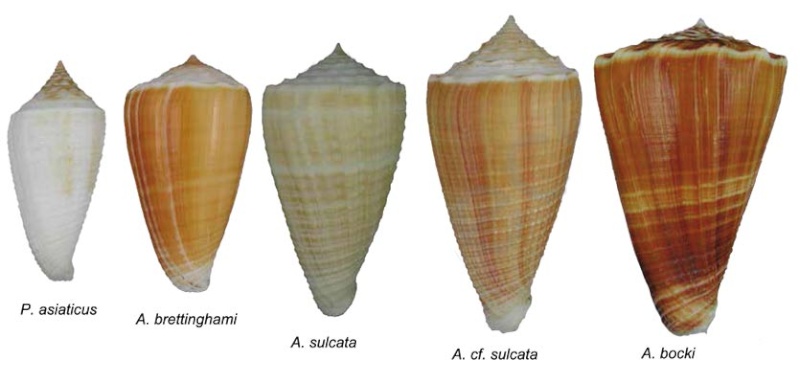 Conus (Asprella) sulcatus (Hwass in Bruguière, 1792) Sans-t10