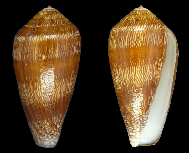 Conus (Darioconus) leviteni (Tucker, Tenorio & Chaney, 2011) Sans-t32