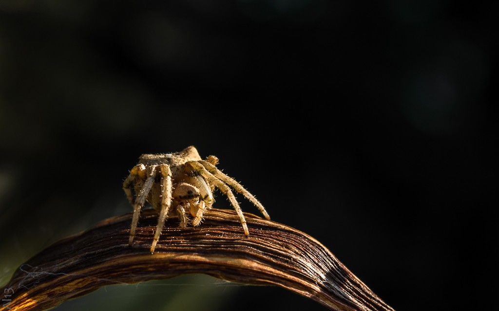 Arachnis bossus poilis Arachn10