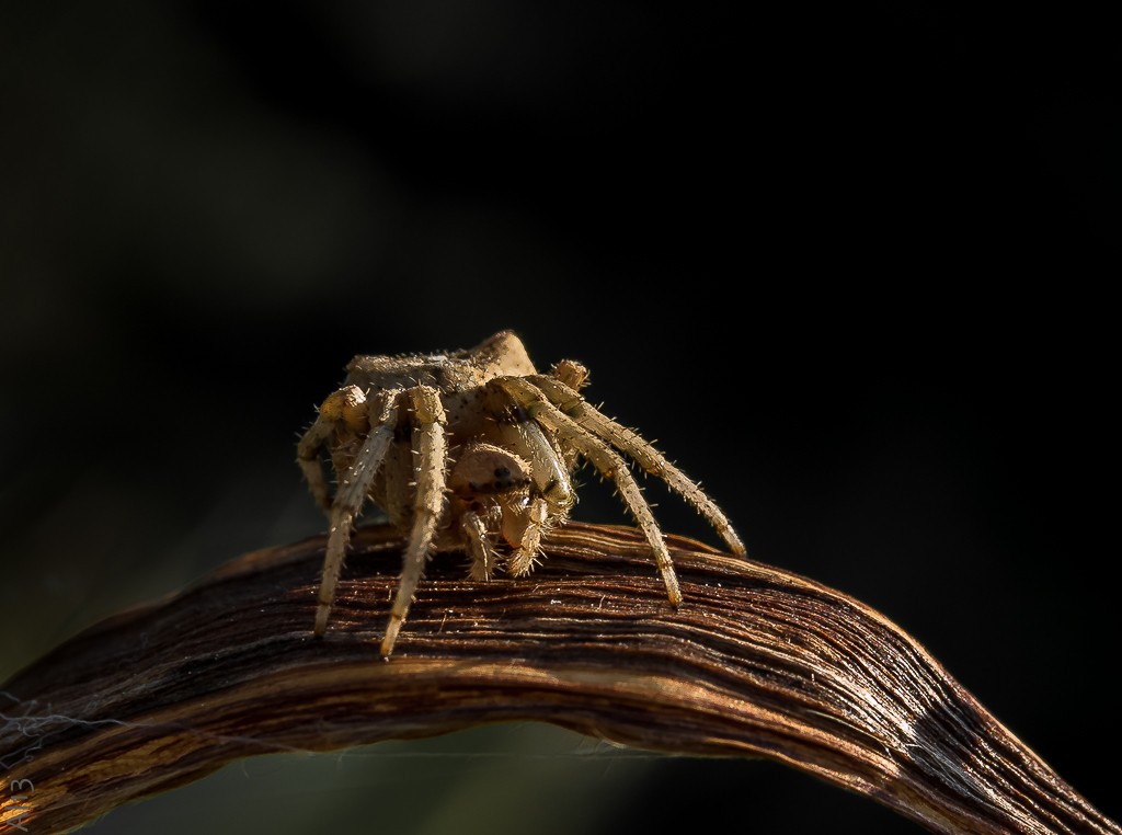 Arachnis bossus poilis Araign10