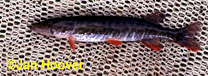 Les Sept espèces du genre Esox Redfin10