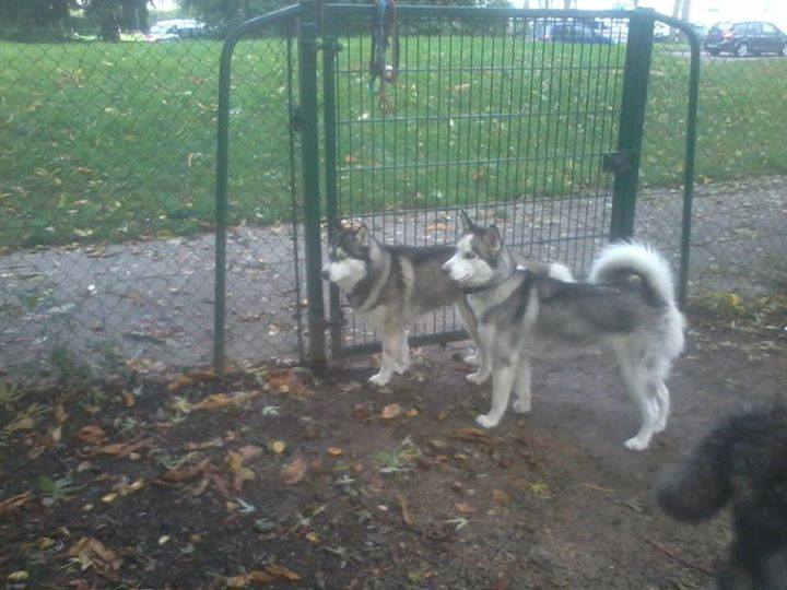   PANCHO  renommé BALTO husky (m) 1 an  blanc /gris/ Maisons-Alfort (94700)ADOPTE - Page 2 13796510