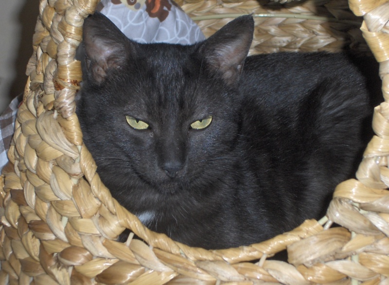 SOS ! BLACKY, adorable chat mâle noir, 2 ans, FIV + (22) Hpim6915