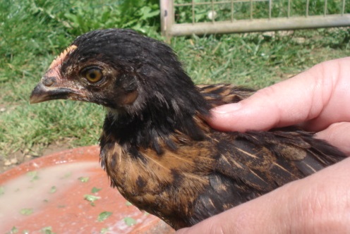 poules ou coqs marans de 5 bonnes semaines ? Poussi11