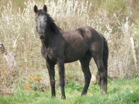 VITTO - Appaloosa né en 2009 - annonce désactivée à la demande du propriétaire P1020010