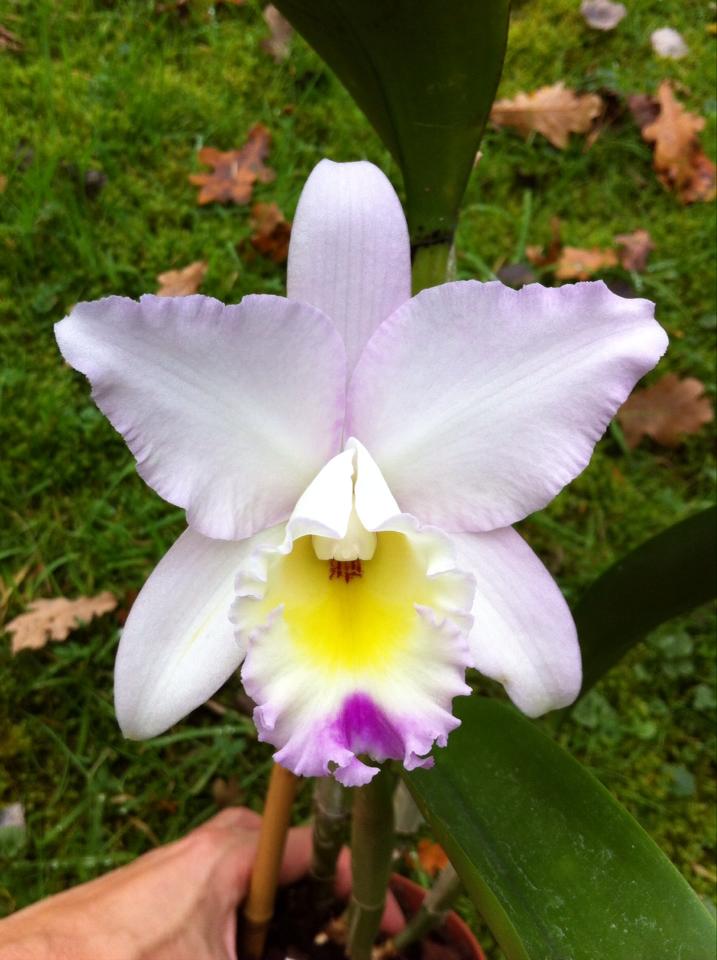 Laeliocattleya Puppy Love 'True Beauty' 13959510