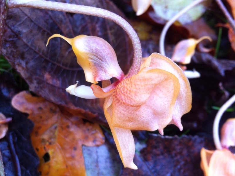 Gongora armeniaca subsp. cornuta 14226110