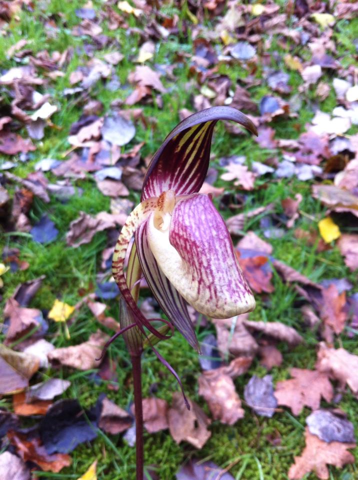 Paphiopedilum adductum 14743811