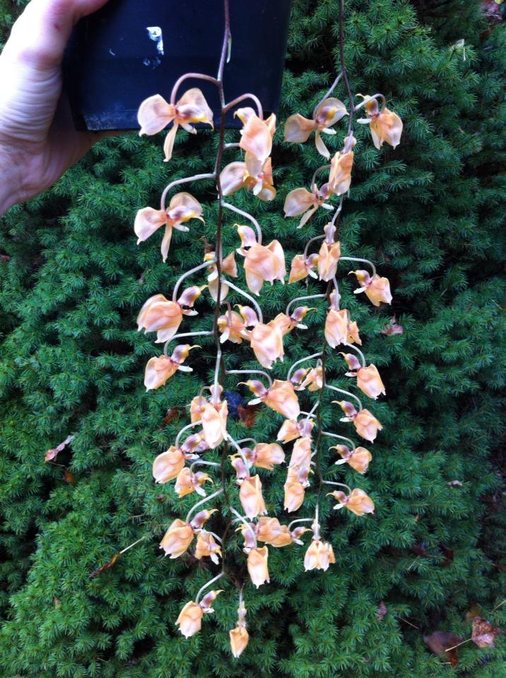 Gongora armeniaca subsp. cornuta 14777810