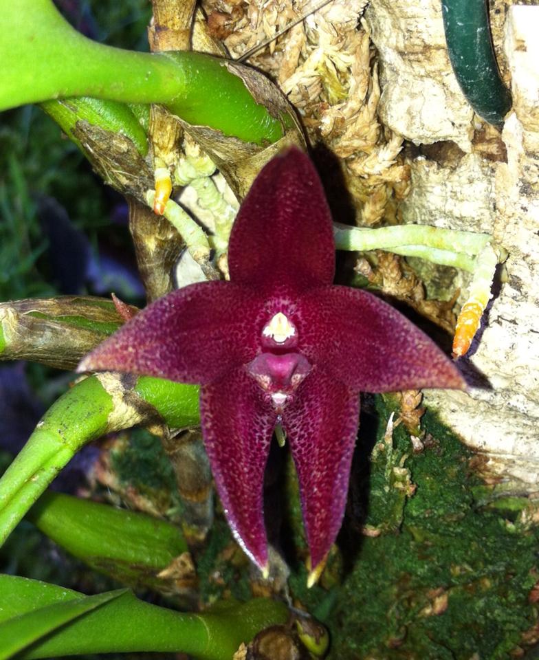 Bulbophyllum elevatopunctatum 15315510